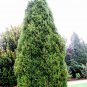 EASTERN RED CEDAR Juniperus Virginiana - 30 SEEDS Plantations