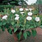 SACRED DATURA Datura Wrightii - 5 SEEDS Plantations