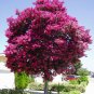 CRAPEMYRTLE Lagerstroemia Indica 50 SEEDS Plantations