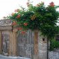TRUMPET CREEPER Campsis Radicans 50 SEEDS Plantations
