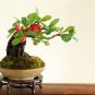 JAPANESE QUINCE Chaenomeles Japonica 15 SEEDS Plantations