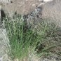 INDIAN RICEGRASS Oryzopsis Hymenoides - 100+ SEEDS Plantations