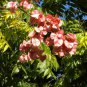 CHINESE FLAMETREE Koelreuteria Bipinnata - 5+ SEEDS Plantations