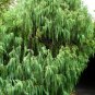 WEEPING KASHMIR CYPRESS Cupressus Himalaica Cashmiriana - 20+ SEEDS Plantations