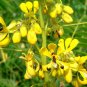 INDIAN SENNA Cassia Marilandica 20 SEEDS Plantations