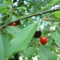 SWEET CHERRY Prunus Avium 5 SEEDS Plantations