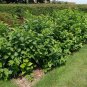 STRAWBERRY SHRUB Calycanthus Floridus 5 SEEDS Plantations