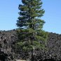 JEFFREY PINE Pinus Jeffreyi - 5 SEEDS Plantations