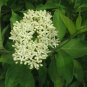 SILKY DOGWOOD Cornus Amomum - 15 SEEDS Plantations