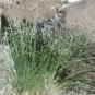 MOUNTAIN MAHOGANY Cercocarpus Montanus - 10 SEEDS Plantations