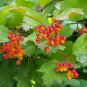 EUROPEAN CRANBERRYBUSH Viburnum Opulus - 6 SEEDS Plantations