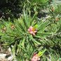CALIFORNIA WHITE PINE Pinus Monticola - 20 SEEDS Plantations