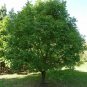 CHINESE PISTACHIO Pistacia Chinensis 10 SEEDS Plantations