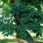 CHINESE ZELKOVA Zelkova Sinica 10 SEEDS Plantations