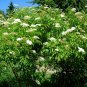 AMERICAN ELDERBERRY Sambucus Canadensis 50 SEEDS Plantations