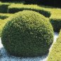 KOREAN BOXWOOD Buxus Microphylla Koreana 20 SEEDS Plantations