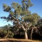 RED RIVER GUM Eucalyptus Camaldulensis - 100+ SEEDS Plantations