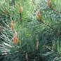 SCOTS PINE AUSTRIAN Pinus Sylvestris - 30+ SEEDS Plantations