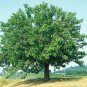 WHITE MULBERRY Morus Alba - 50+ SEEDS Plantations