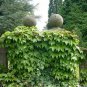 BOSTON IVY Parthenocissus Tricuspidata - 10 SEEDS Plantations
