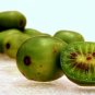 HARDY KIWI Actinidia Arguta - 15+ SEEDS Plantations