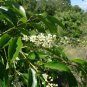 BLACK CHERRY Prunus Serotina - 10 SEEDS Plantations