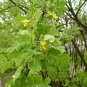 LITTLELEAF PEASHRUB Caragana Microphylla - 15+ SEEDS Plantations