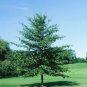 BLACKGUM Nyssa Sylvatica 10 SEEDS Plantations