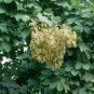 CHINESE PARASOL TREE Firmiana Simplex - 10+ SEEDS Plantations