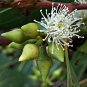 RED RIVER GUM Eucalyptus Camaldulensis - 100 SEEDS Plantations