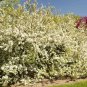 MANCHURIAN SIBERIAN APPLE Malus Baccata Mandshurica - 20 SEEDS Plantations