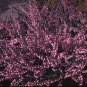 SCOT'S HEATHER Calluna Vulgaris - 50+ SEEDS Plantations