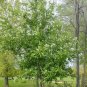 BLACK CHOKE CHERRY Prunus Virginiana - 20+ SEEDS Plantations