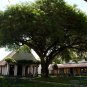 GUM ARABIC TREE Acacia Arabica - 15+ SEEDS Plantations