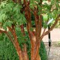 PAPERBARK MAPLE Acer Griseum 5 SEEDS Plantations