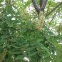 AMUR MAACKIA Maackia Amurensis - 10+ SEEDS Plantations