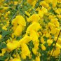 SCOTCH BROOM Cytisus Scoparius - 15+ SEEDS Plantations