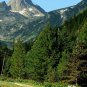 BALKAN PINE Pinus Peuce / excelsa - 10 SEEDS Plantations