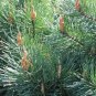 SCOTS PINE AUSTRIAN Pinus Sylvestris - 30 SEEDS Plantations