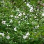 SMALL-FLOWERED MAGNOLIA Magnolia Sieboldii 10 SEEDS Plantations