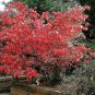 EASTERN WAHOO Euonymus Atropurpurea - 5 SEEDS Plantations