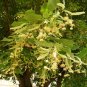 BIGLEAF LINDEN Tilia Platyphyllos 10 SEEDS Plantations