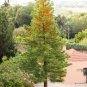 SILKOAK TREE Grevillea Robusta - 50+ SEEDS Plantations