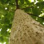BEAUTIFUL PAULOWNIA TREE Paulownia Elongata 200 SEEDS Plantations