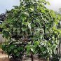 PAULOWNIA PAO TONG Z07 Paulownia Hybrid 200 SEEDS Plantations