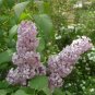 EARLY KOREAN LILAC Syringa Oblata - 6+ SEEDS Plantations