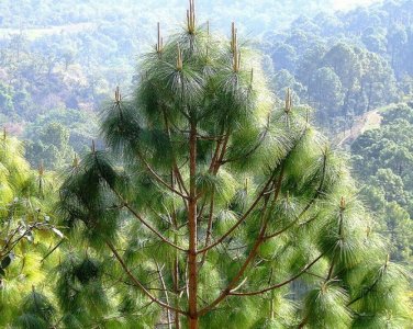 CHIR PINE Pinus Roxburghii - 5+ SEEDS Plantations