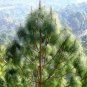 CHIR PINE Pinus Roxburghii - 5+ SEEDS Plantations