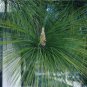 CHIR PINE Pinus Roxburghii - 5+ SEEDS Plantations
