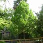 CHIR PINE Pinus Roxburghii - 5+ SEEDS Plantations